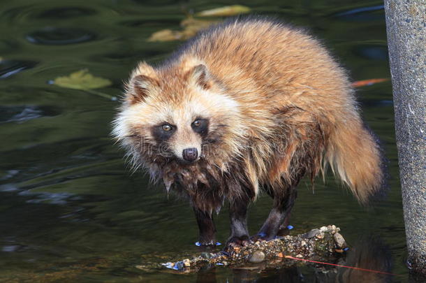 浣熊犬