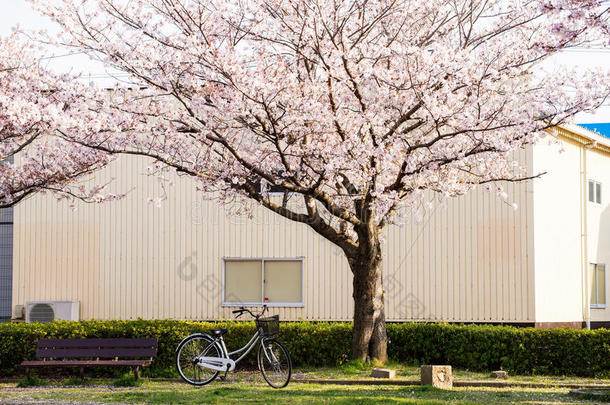 樱花（樱花）和长椅，公园里的自行车