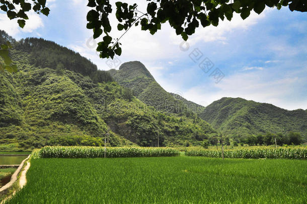 农业亚洲的背景棕色的谷类食品