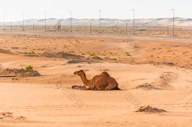 骆驼和新生婴儿在沙漠里