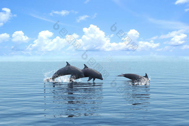 三只<strong>海豚</strong>在海上漂浮。