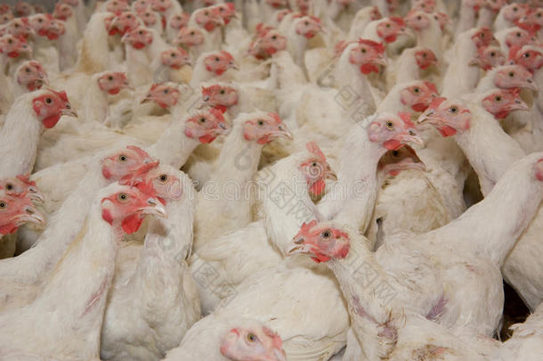 鸡。家禽养殖场