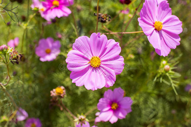 四季花夏日花园