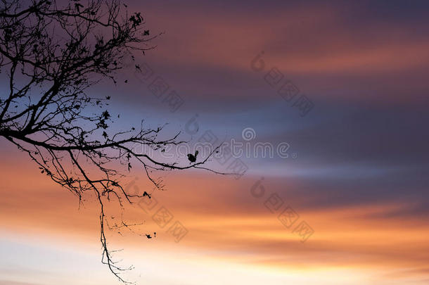 日落时树枝上鸟的轮廓