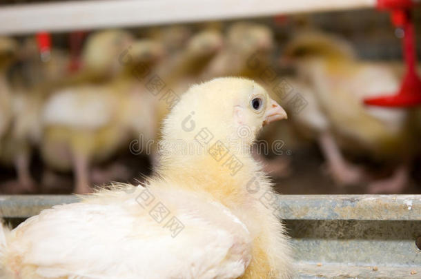 鸡肉肉鸡。家禽养殖场