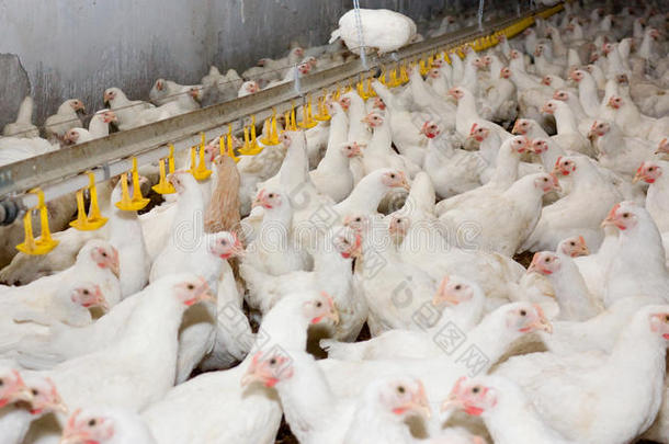鸡。家禽养殖场