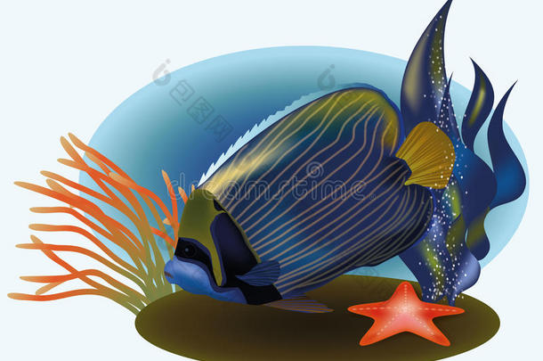 海洋生物和热带鱼