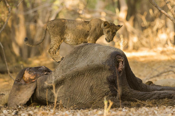 非洲象犊尸体上的小狮子
