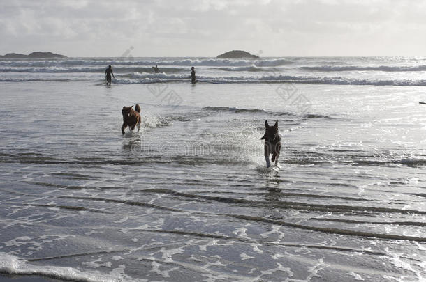 狗在海边冲浪