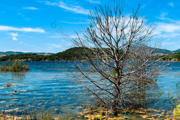 夏日清晨湖边一棵光秃秃的树