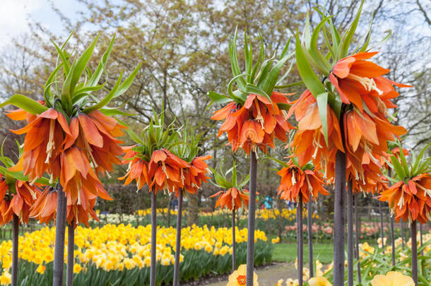 荷兰库肯霍夫春天花园里五彩缤纷的鲜花和鲜花