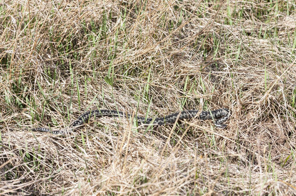 地上常见的毒蛇或毒蛇
