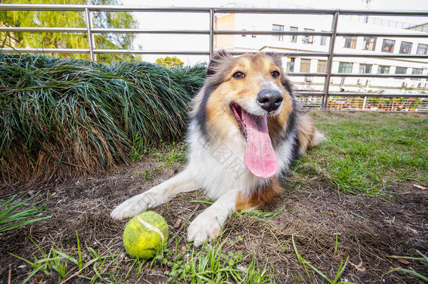 设得兰牧羊犬，牧羊犬，<strong>大嘴巴</strong>带球