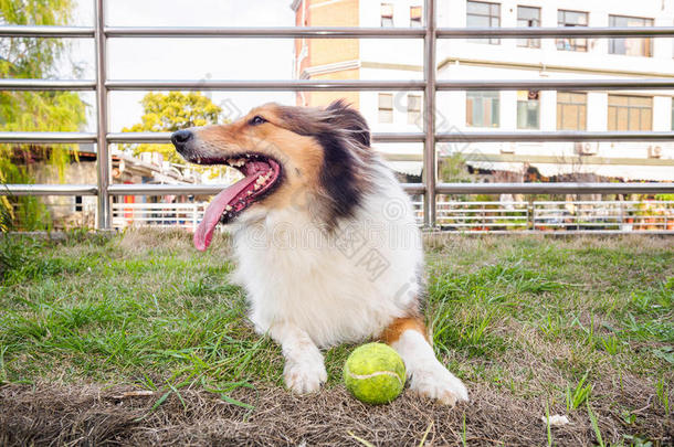 设得兰牧羊犬，牧羊犬，<strong>大嘴巴</strong>带球