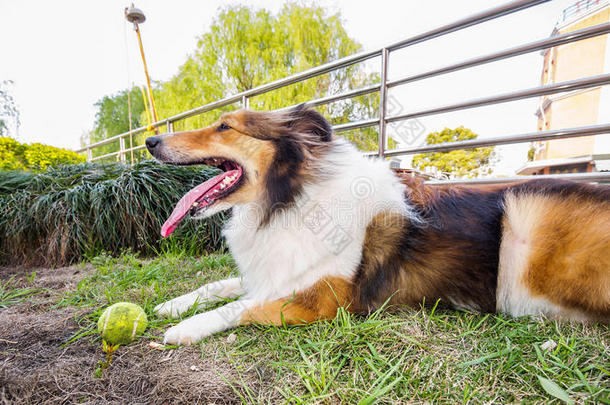 设得兰牧羊犬，牧羊犬，大嘴巴带球