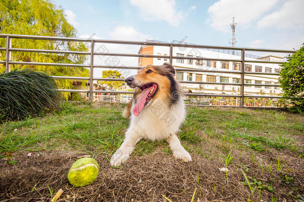 设得兰牧羊犬，牧羊犬，<strong>大嘴巴</strong>带球