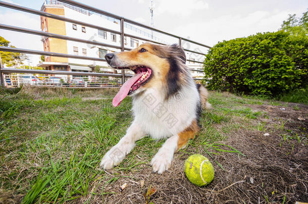 设得兰牧羊犬，牧羊犬，大嘴巴带球