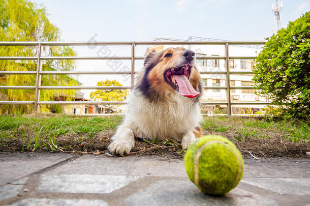 设得兰牧羊犬，牧羊犬，<strong>大嘴巴</strong>带球