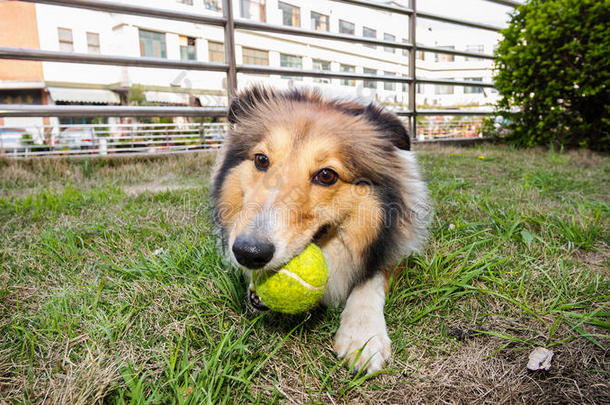 设得兰牧羊犬，牧羊犬，<strong>大嘴巴</strong>带球