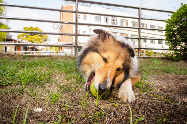 设得兰牧羊犬，牧羊犬，<strong>大嘴巴</strong>带球