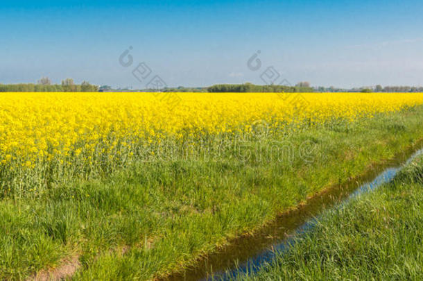 春暖<strong>花开</strong>的<strong>油菜</strong>