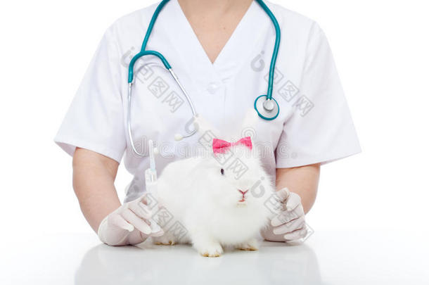 兽医护理概念与可爱的白兔