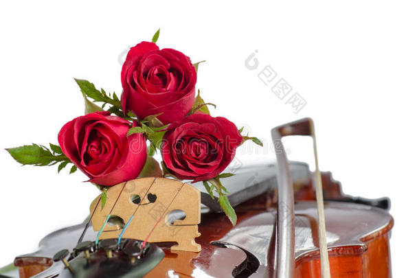 小提琴和红玫瑰