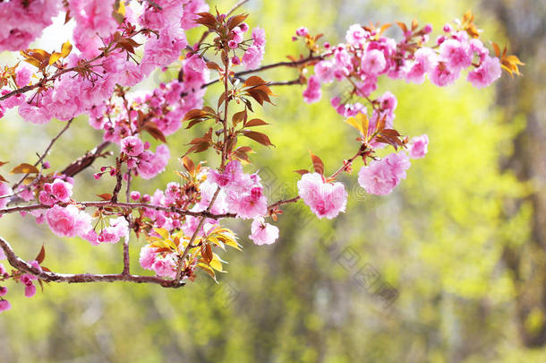 樱花。春天樱花盛开，粉红色的花朵