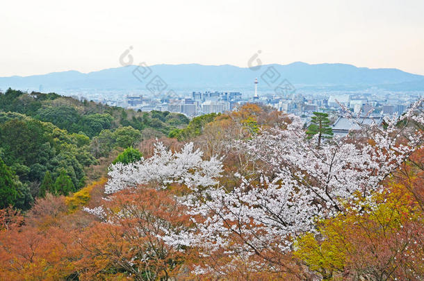 樱花京都