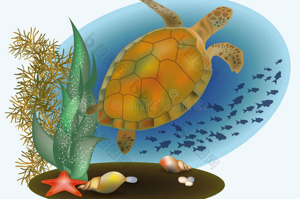 海龟和海星的海洋生物