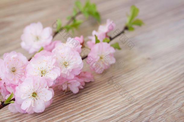 鲜粉色樱桃花的嫩枝