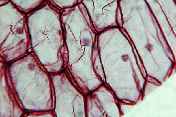 洋葱<strong>表皮</strong>显微照片