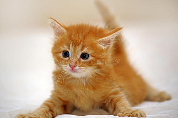 迷人的姜黄色小猫