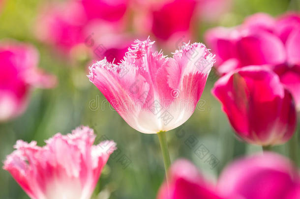 春花系列，粉色郁金香