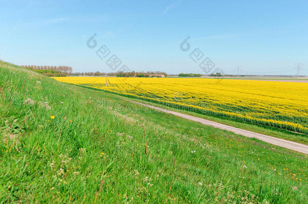 <strong>油菜花油菜花</strong>照片