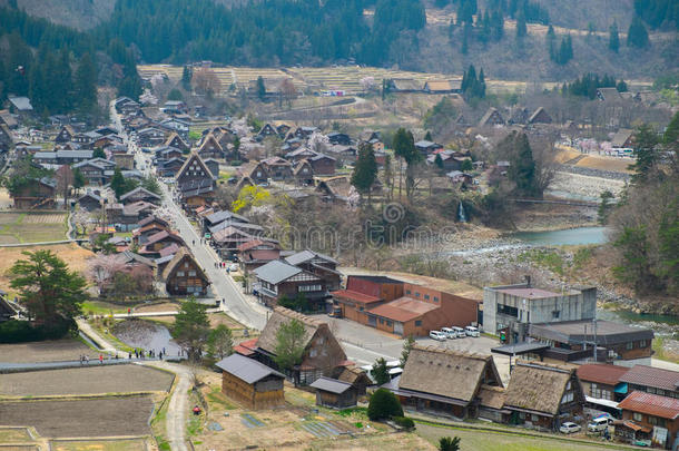 日本高山白桦