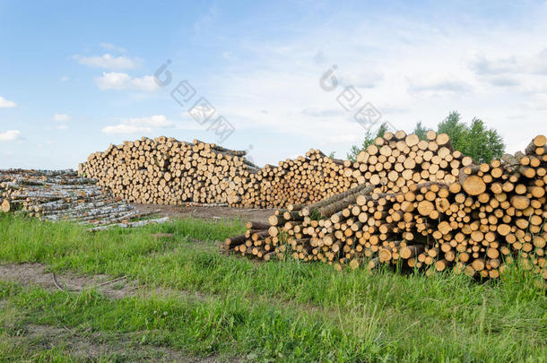 柴火燃料桦树和松木堆成林