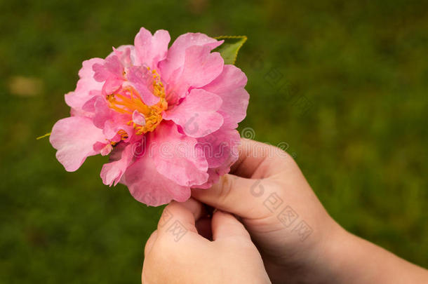 粉红色山茶花