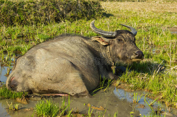 泥巴里的水牛