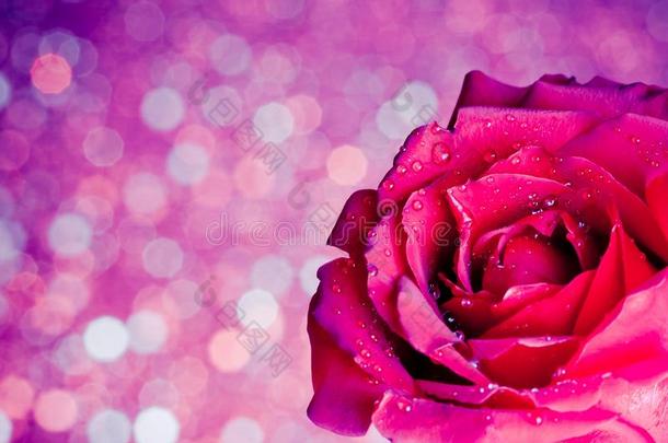 情人节的背景是紫色和玫瑰色