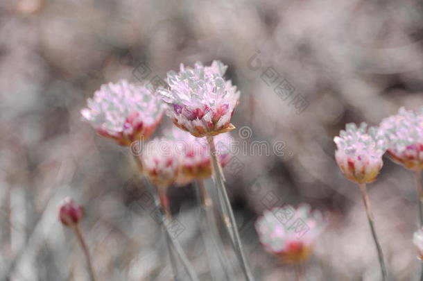 紫罗兰色<strong>水晶花</strong>