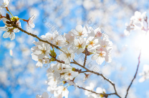 樱花樱花