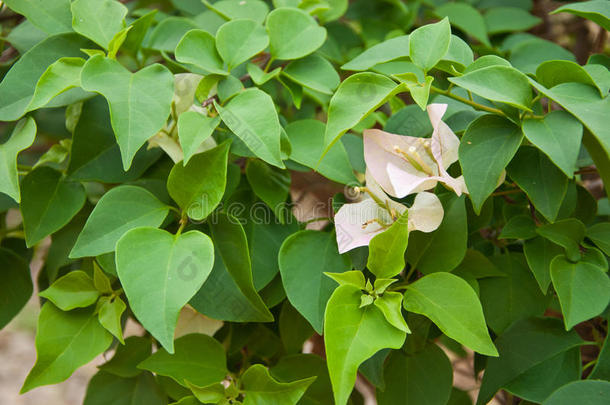 泰国美丽的花朵