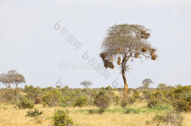 肯尼亚察沃东部的一棵树