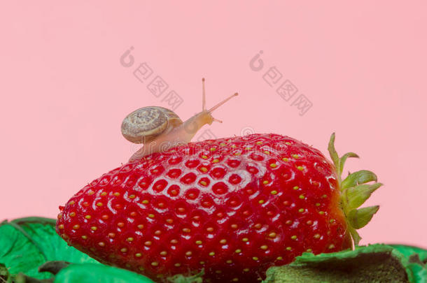 草莓小蜗牛