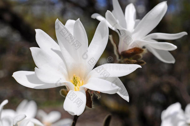 白玉兰花