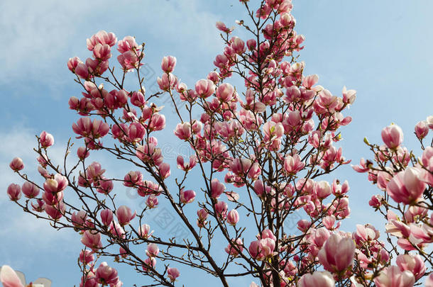 玉兰树在春天开花