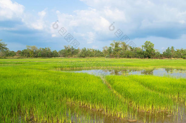 稻田秧苗