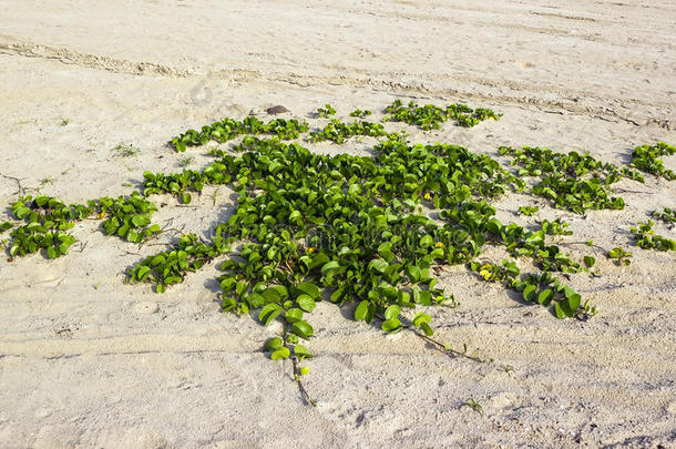 海滩牵牛花还是山羊脚