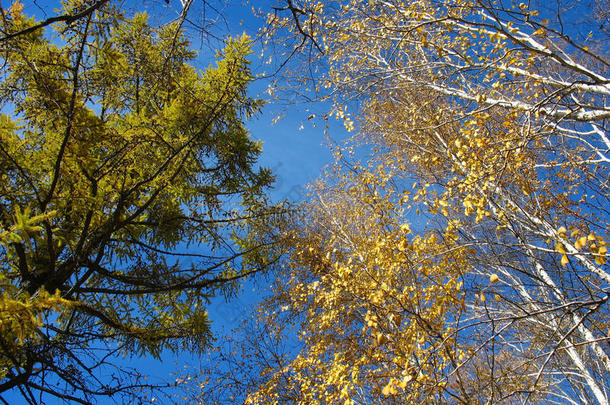 黄桦和绿落叶松顶着蓝天